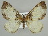  (Protonebula - BC ZSM Lep 39877)  @14 [ ] CreativeCommons - Attribution Non-Commercial Share-Alike (2010) Axel Hausmann/Bavarian State Collection of Zoology (ZSM) SNSB, Zoologische Staatssammlung Muenchen