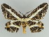  ( - BC ZSM Lep 39879)  @11 [ ] CreativeCommons - Attribution Non-Commercial Share-Alike (2010) Axel Hausmann/Bavarian State Collection of Zoology (ZSM) SNSB, Zoologische Staatssammlung Muenchen