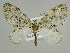  ( - BC ZSM Lep 39888)  @11 [ ] CreativeCommons - Attribution Non-Commercial Share-Alike (2010) Axel Hausmann/Bavarian State Collection of Zoology (ZSM) SNSB, Zoologische Staatssammlung Muenchen