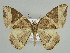  (Ecliptopera triangulifera - BC ZSM Lep 39892)  @14 [ ] CreativeCommons - Attribution Non-Commercial Share-Alike (2010) Axel Hausmann/Bavarian State Collection of Zoology (ZSM) SNSB, Zoologische Staatssammlung Muenchen
