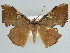  ( - BC ZSM Lep 39897)  @14 [ ] CreativeCommons - Attribution Non-Commercial Share-Alike (2010) Axel Hausmann/Bavarian State Collection of Zoology (ZSM) SNSB, Zoologische Staatssammlung Muenchen