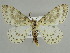  ( - BC ZSM Lep 39899)  @14 [ ] CreativeCommons - Attribution Non-Commercial Share-Alike (2010) Axel Hausmann/Bavarian State Collection of Zoology (ZSM) SNSB, Zoologische Staatssammlung Muenchen