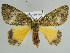  ( - BC ZSM Lep 39901)  @14 [ ] CreativeCommons - Attribution Non-Commercial Share-Alike (2010) Axel Hausmann/Bavarian State Collection of Zoology (ZSM) SNSB, Zoologische Staatssammlung Muenchen