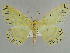  ( - BC ZSM Lep 39910)  @14 [ ] CreativeCommons - Attribution Non-Commercial Share-Alike (2010) Axel Hausmann/Bavarian State Collection of Zoology (ZSM) SNSB, Zoologische Staatssammlung Muenchen
