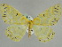  ( - BC ZSM Lep 39911)  @14 [ ] CreativeCommons - Attribution Non-Commercial Share-Alike (2010) Axel Hausmann/Bavarian State Collection of Zoology (ZSM) SNSB, Zoologische Staatssammlung Muenchen
