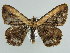  (Darisa fratercula - BC ZSM Lep 39912)  @14 [ ] CreativeCommons - Attribution Non-Commercial Share-Alike (2010) Axel Hausmann/Bavarian State Collection of Zoology (ZSM) SNSB, Zoologische Staatssammlung Muenchen