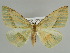  ( - BC ZSM Lep 39921)  @11 [ ] CreativeCommons - Attribution Non-Commercial Share-Alike (2010) Axel Hausmann/Bavarian State Collection of Zoology (ZSM) SNSB, Zoologische Staatssammlung Muenchen