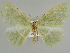  ( - BC ZSM Lep 39922)  @11 [ ] CreativeCommons - Attribution Non-Commercial Share-Alike (2010) Axel Hausmann/Bavarian State Collection of Zoology (ZSM) SNSB, Zoologische Staatssammlung Muenchen