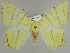  ( - BC ZSM Lep 39923)  @11 [ ] CreativeCommons - Attribution Non-Commercial Share-Alike (2010) Axel Hausmann/Bavarian State Collection of Zoology (ZSM) SNSB, Zoologische Staatssammlung Muenchen