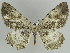  ( - BC ZSM Lep 39924)  @11 [ ] CreativeCommons - Attribution Non-Commercial Share-Alike (2010) Axel Hausmann/Bavarian State Collection of Zoology (ZSM) SNSB, Zoologische Staatssammlung Muenchen