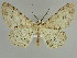 ( - BC ZSM Lep 39925)  @11 [ ] CreativeCommons - Attribution Non-Commercial Share-Alike (2010) Axel Hausmann/Bavarian State Collection of Zoology (ZSM) SNSB, Zoologische Staatssammlung Muenchen
