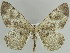  ( - BC ZSM Lep 39927)  @11 [ ] CreativeCommons - Attribution Non-Commercial Share-Alike (2010) Axel Hausmann/Bavarian State Collection of Zoology (ZSM) SNSB, Zoologische Staatssammlung Muenchen