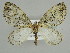  (Trichopterigia rubronotata - BC ZSM Lep 39929)  @11 [ ] CreativeCommons - Attribution Non-Commercial Share-Alike (2010) Axel Hausmann/Bavarian State Collection of Zoology (ZSM) SNSB, Zoologische Staatssammlung Muenchen