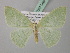  ( - BC ZSM Lep 40809)  @14 [ ] CreativeCommons - Attribution Non-Commercial Share-Alike (2010) Axel Hausmann/Bavarian State Collection of Zoology (ZSM) SNSB, Zoologische Staatssammlung Muenchen