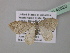  ( - BC ZSM Lep 40823)  @13 [ ] CreativeCommons - Attribution Non-Commercial Share-Alike (2010) Axel Hausmann/Bavarian State Collection of Zoology (ZSM) SNSB, Zoologische Staatssammlung Muenchen