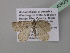  ( - BC ZSM Lep 40825)  @13 [ ] CreativeCommons - Attribution Non-Commercial Share-Alike (2010) Axel Hausmann/Bavarian State Collection of Zoology (ZSM) SNSB, Zoologische Staatssammlung Muenchen