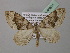  ( - BC ZSM Lep 40831)  @12 [ ] CreativeCommons - Attribution Non-Commercial Share-Alike (2010) Axel Hausmann/Bavarian State Collection of Zoology (ZSM) SNSB, Zoologische Staatssammlung Muenchen