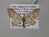  ( - BC ZSM Lep 40862)  @13 [ ] CreativeCommons - Attribution Non-Commercial Share-Alike (2010) Axel Hausmann/Bavarian State Collection of Zoology (ZSM) SNSB, Zoologische Staatssammlung Muenchen