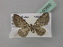  ( - BC ZSM Lep 40890)  @13 [ ] CreativeCommons - Attribution Non-Commercial Share-Alike (2010) Axel Hausmann/Bavarian State Collection of Zoology (ZSM) SNSB, Zoologische Staatssammlung Muenchen