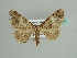  ( - BC ZSM Lep 41017)  @11 [ ] CreativeCommons - Attribution Non-Commercial Share-Alike (2010) Axel Hausmann/Bavarian State Collection of Zoology (ZSM) SNSB, Zoologische Staatssammlung Muenchen