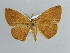 (Epigynopteryx AH01Md - BC ZSM Lep 41036)  @14 [ ] CreativeCommons - Attribution Non-Commercial Share-Alike (2010) Axel Hausmann/Bavarian State Collection of Zoology (ZSM) SNSB, Zoologische Staatssammlung Muenchen