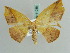  ( - BC ZSM Lep 41038)  @14 [ ] CreativeCommons - Attribution Non-Commercial Share-Alike (2010) Axel Hausmann/Bavarian State Collection of Zoology (ZSM) SNSB, Zoologische Staatssammlung Muenchen