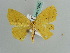  ( - BC ZSM Lep 41040)  @13 [ ] CreativeCommons - Attribution Non-Commercial Share-Alike (2010) Axel Hausmann/Bavarian State Collection of Zoology (ZSM) SNSB, Zoologische Staatssammlung Muenchen