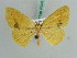  (Epigynopteryx AH03Md - BC ZSM Lep 41041)  @13 [ ] CreativeCommons - Attribution Non-Commercial Share-Alike (2010) Axel Hausmann/Bavarian State Collection of Zoology (ZSM) SNSB, Zoologische Staatssammlung Muenchen