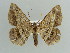  ( - BC ZSM Lep 41049)  @14 [ ] CreativeCommons - Attribution Non-Commercial Share-Alike (2010) Axel Hausmann/Bavarian State Collection of Zoology (ZSM) SNSB, Zoologische Staatssammlung Muenchen