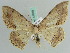  ( - BC ZSM Lep 41059)  @14 [ ] CreativeCommons - Attribution Non-Commercial Share-Alike (2010) Axel Hausmann/Bavarian State Collection of Zoology (ZSM) SNSB, Zoologische Staatssammlung Muenchen