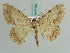  ( - BC ZSM Lep 41060)  @14 [ ] CreativeCommons - Attribution Non-Commercial Share-Alike (2010) Axel Hausmann/Bavarian State Collection of Zoology (ZSM) SNSB, Zoologische Staatssammlung Muenchen