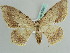  (Luxiaria AH01Md - BC ZSM Lep 41061)  @14 [ ] CreativeCommons - Attribution Non-Commercial Share-Alike (2010) Axel Hausmann/Bavarian State Collection of Zoology (ZSM) SNSB, Zoologische Staatssammlung Muenchen