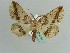  (Psilocerea olsoufieffae - BC ZSM Lep 41065)  @13 [ ] CreativeCommons - Attribution Non-Commercial Share-Alike (2010) Axel Hausmann/Bavarian State Collection of Zoology (ZSM) SNSB, Zoologische Staatssammlung Muenchen