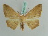  (Psilocerea AH07Md - BC ZSM Lep 41073)  @14 [ ] CreativeCommons - Attribution Non-Commercial Share-Alike (2010) Axel Hausmann/Bavarian State Collection of Zoology (ZSM) SNSB, Zoologische Staatssammlung Muenchen