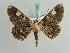  ( - BC ZSM Lep 41080)  @13 [ ] CreativeCommons - Attribution Non-Commercial Share-Alike (2010) Axel Hausmann/Bavarian State Collection of Zoology (ZSM) SNSB, Zoologische Staatssammlung Muenchen