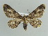  ( - BC ZSM Lep 41081)  @13 [ ] CreativeCommons - Attribution Non-Commercial Share-Alike (2010) Axel Hausmann/Bavarian State Collection of Zoology (ZSM) SNSB, Zoologische Staatssammlung Muenchen