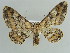  ( - BC ZSM Lep 41082)  @13 [ ] CreativeCommons - Attribution Non-Commercial Share-Alike (2010) Axel Hausmann/Bavarian State Collection of Zoology (ZSM) SNSB, Zoologische Staatssammlung Muenchen