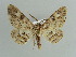  ( - BC ZSM Lep 41083)  @13 [ ] CreativeCommons - Attribution Non-Commercial Share-Alike (2010) Axel Hausmann/Bavarian State Collection of Zoology (ZSM) SNSB, Zoologische Staatssammlung Muenchen