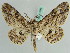  ( - BC ZSM Lep 41086)  @13 [ ] CreativeCommons - Attribution Non-Commercial Share-Alike (2010) Axel Hausmann/Bavarian State Collection of Zoology (ZSM) SNSB, Zoologische Staatssammlung Muenchen