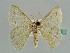  ( - BC ZSM Lep 41193)  @13 [ ] CreativeCommons - Attribution Non-Commercial Share-Alike (2010) Axel Hausmann/Bavarian State Collection of Zoology (ZSM) SNSB, Zoologische Staatssammlung Muenchen