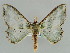  ( - BC ZSM Lep 41194)  @14 [ ] CreativeCommons - Attribution Non-Commercial Share-Alike (2010) Axel Hausmann/Bavarian State Collection of Zoology (ZSM) SNSB, Zoologische Staatssammlung Muenchen