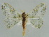  ( - BC ZSM Lep 41196)  @14 [ ] CreativeCommons - Attribution Non-Commercial Share-Alike (2010) Axel Hausmann/Bavarian State Collection of Zoology (ZSM) SNSB, Zoologische Staatssammlung Muenchen
