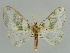  ( - BC ZSM Lep 41197)  @14 [ ] CreativeCommons - Attribution Non-Commercial Share-Alike (2010) Axel Hausmann/Bavarian State Collection of Zoology (ZSM) SNSB, Zoologische Staatssammlung Muenchen