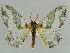  ( - BC ZSM Lep 41199)  @15 [ ] CreativeCommons - Attribution Non-Commercial Share-Alike (2010) Axel Hausmann/Bavarian State Collection of Zoology (ZSM) SNSB, Zoologische Staatssammlung Muenchen