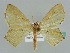  (Antharmostes interalbicansAH01Ke - BC ZSM Lep 41206)  @14 [ ] CreativeCommons - Attribution Non-Commercial Share-Alike (2010) Axel Hausmann/Bavarian State Collection of Zoology (ZSM) SNSB, Zoologische Staatssammlung Muenchen