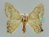  (Antharmostes papilioAH01Ke - BC ZSM Lep 41211)  @14 [ ] CreativeCommons - Attribution Non-Commercial Share-Alike (2010) Axel Hausmann/Bavarian State Collection of Zoology (ZSM) SNSB, Zoologische Staatssammlung Muenchen