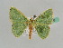  (Comibaena AH01Ke - BC ZSM Lep 41216)  @12 [ ] CreativeCommons - Attribution Non-Commercial Share-Alike (2010) Axel Hausmann/Bavarian State Collection of Zoology (ZSM) SNSB, Zoologische Staatssammlung Muenchen
