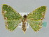  ( - BC ZSM Lep 41220)  @12 [ ] CreativeCommons - Attribution Non-Commercial Share-Alike (2010) Axel Hausmann/Bavarian State Collection of Zoology (ZSM) SNSB, Zoologische Staatssammlung Muenchen