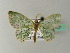  ( - BC ZSM Lep 41221)  @14 [ ] CreativeCommons - Attribution Non-Commercial Share-Alike (2010) Axel Hausmann/Bavarian State Collection of Zoology (ZSM) SNSB, Zoologische Staatssammlung Muenchen