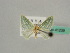  (Acidromodes niloticaAH02Ke - BC ZSM Lep 41239)  @12 [ ] CreativeCommons - Attribution Non-Commercial Share-Alike (2010) Axel Hausmann/Bavarian State Collection of Zoology (ZSM) SNSB, Zoologische Staatssammlung Muenchen